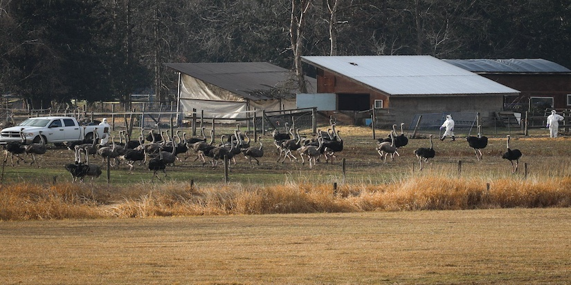 RCMP says B.C. ostrich farm investigations continue, charges neither laid nor stayed
